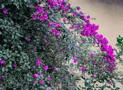 ?Qg*悖楖zubb?x‖Bg囥?雡Cx?/-开云体育官网